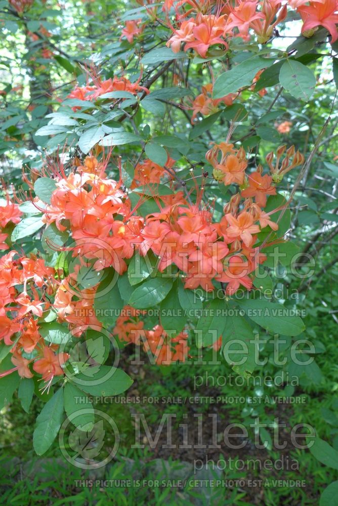 Rhododendron prunifolium (Rhododendron Plum Leaf Azalea) 5  