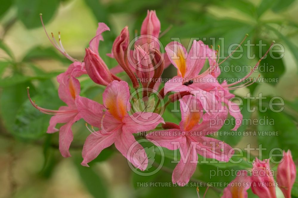 Rhododendron prunifolium (Rhododendron Plum Leaf Azalea) 4  