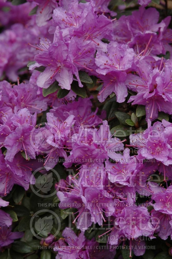 Rhododendron Purple Gem (Rhododendron Azalea) 1