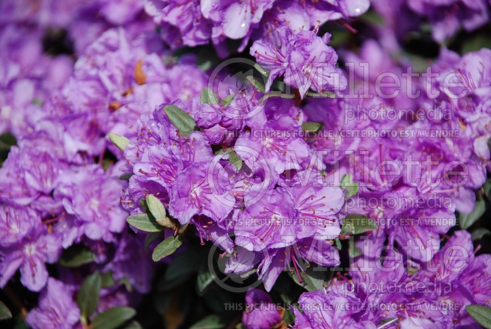 Rhododendron Purple Gem (Rhododendron Azalea) 8