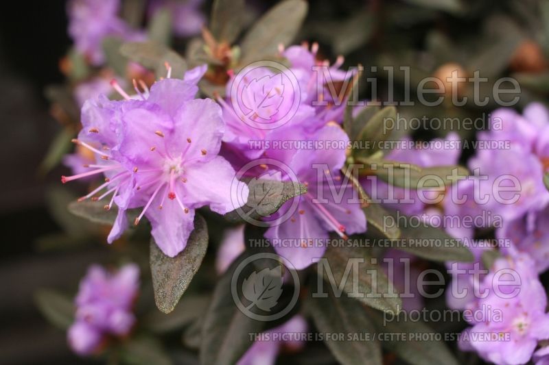 Rhododendron Purple Gem (Rhododendron Azalea) 2