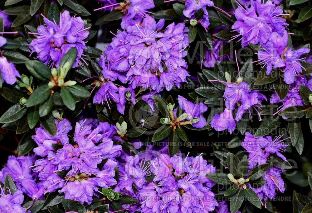 Rhododendron Purple Gem (Rhododendron Azalea) 7