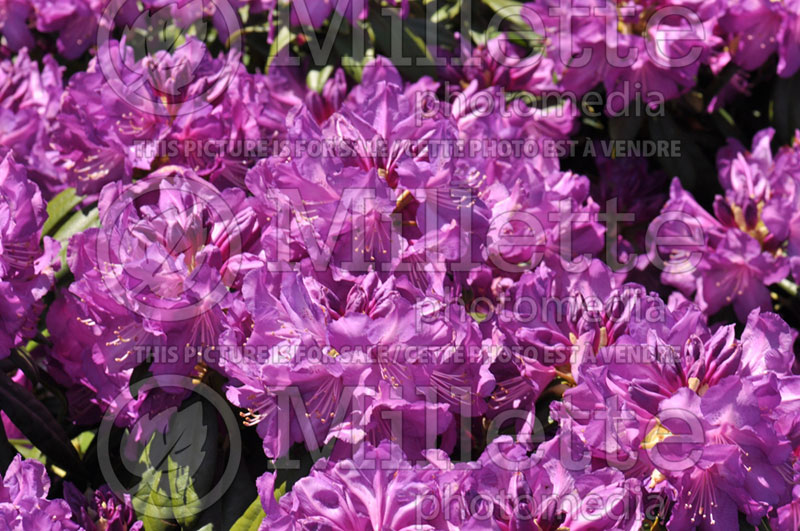 Rhododendron Purple Passion or Highland (Rhododendron) 1 