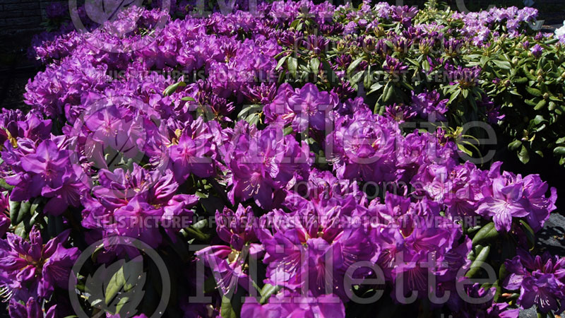 Rhododendron Purple Passion or Highland (Rhododendron) 6 