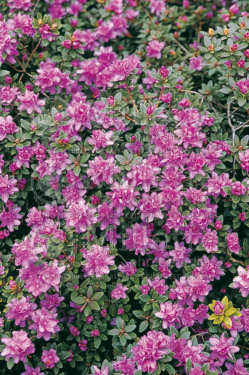 Rhododendron Ramapo (Rhododendron) 3  