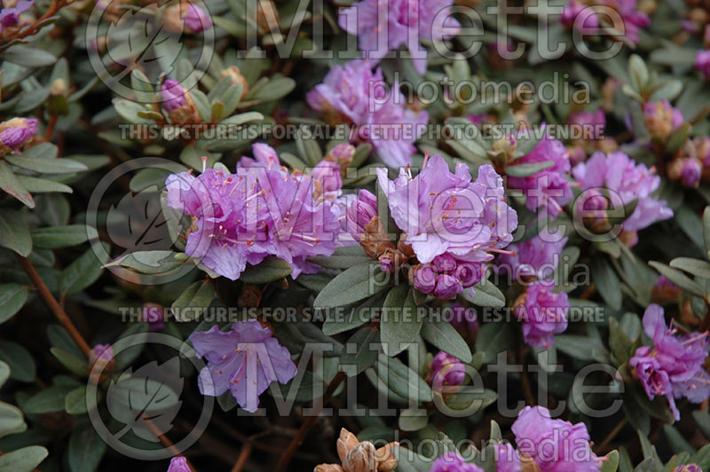 Rhododendron Ramapo (Rhododendron) 1  