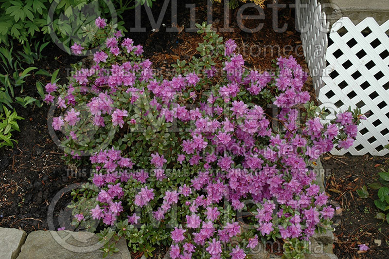 Rhododendron Ramapo (Rhododendron) 2   