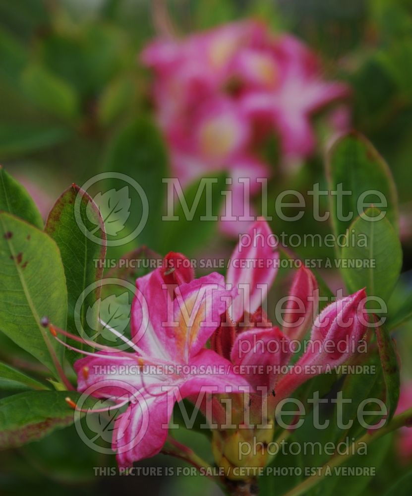 Rhododendron Ribbon Candy (Rhododendron azalea) 1