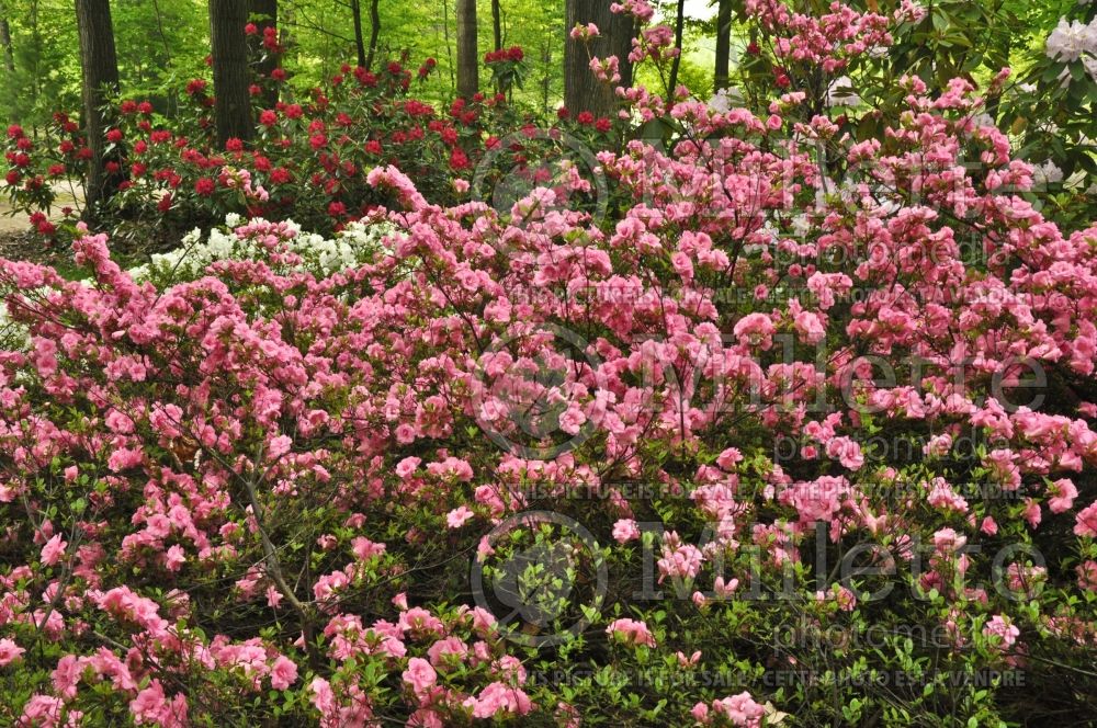Rhododendron Rosebud (Rhododendron Azalea) 1