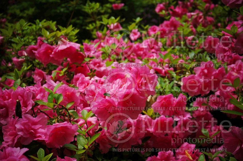 Rhododendron Rosebud (Rhododendron Azalea) 4