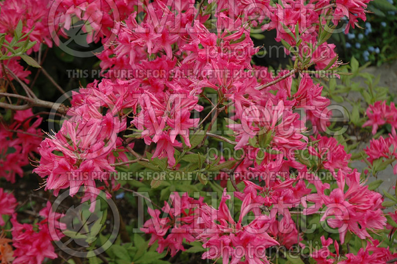 Rhododendron Rosy Lights (Rhododendron Azalea) 1 