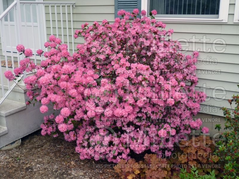 Rhododendron Rosy Miracles (Rhododendron) 1