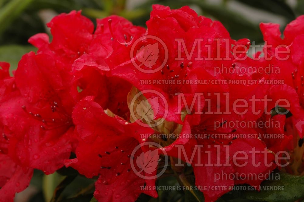 Azalea aka Rhododendron Scarlet Romance (Rhododendron) 1  