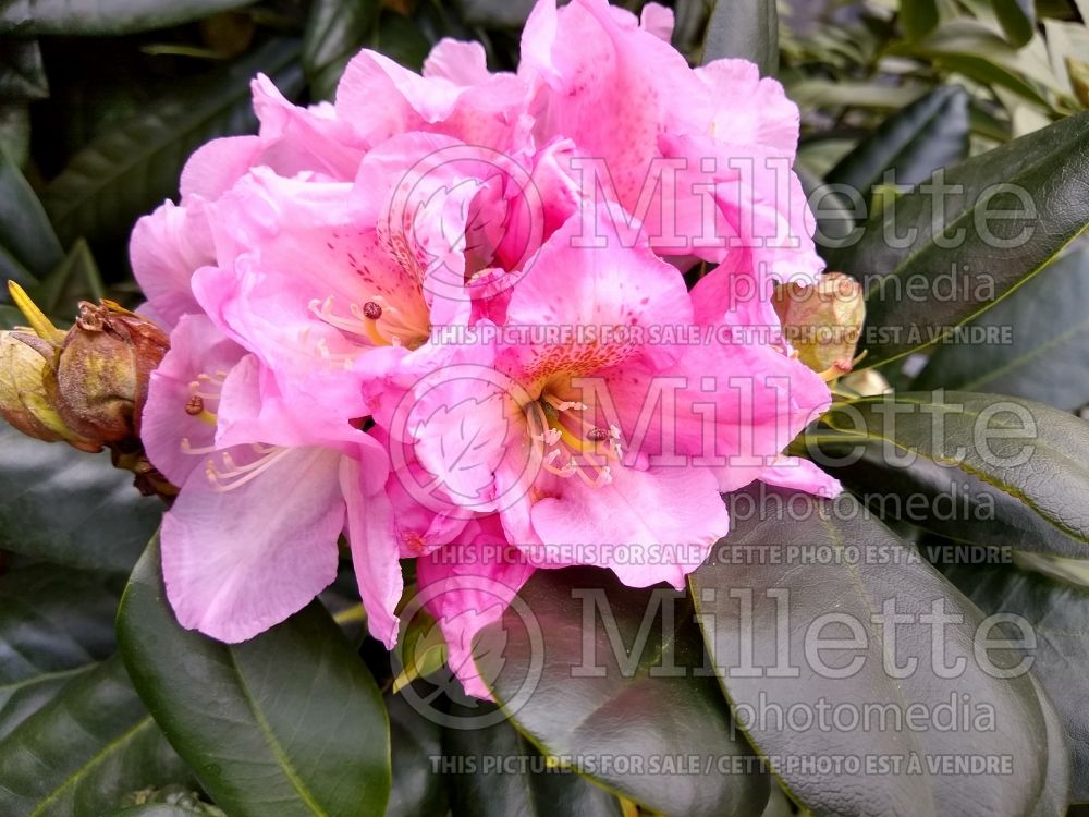 Rhododendron Scintillation (Rhododendron azalea) 1