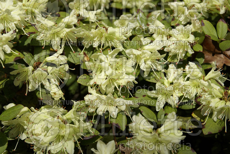 Rhododendron Shamrock (Rhododendron) 1  