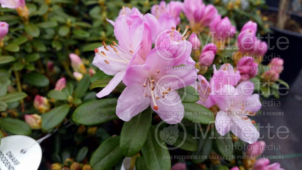 Rhododendron Snipe (Rhododendron) 1