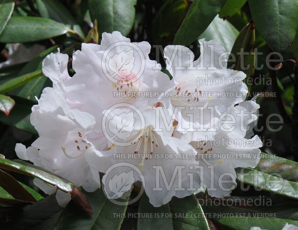 Azalea aka Rhododendron Teddy Bear (Rhododendron azalea) 1