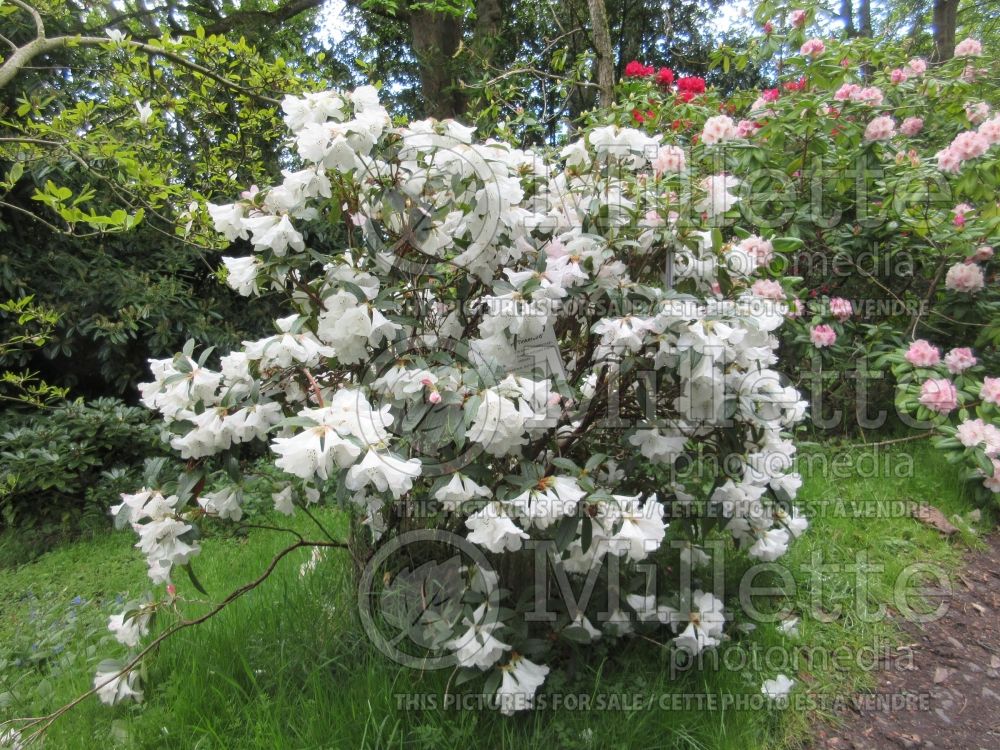 Rhododendron Tinkerbel aka Tinker Belle (Rhododendron azalea) 1 
