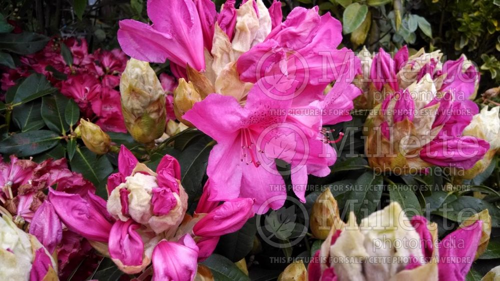 Rhododendron Van (Rhododendron) 1