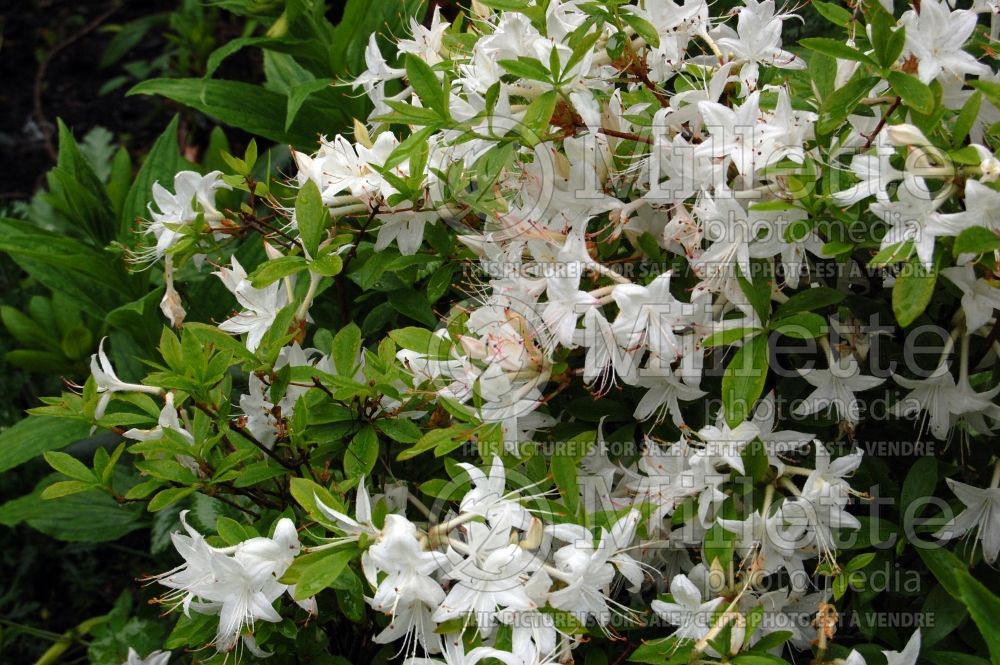Rhododendron Weston's Innocence (Rhododendron azalea) 5