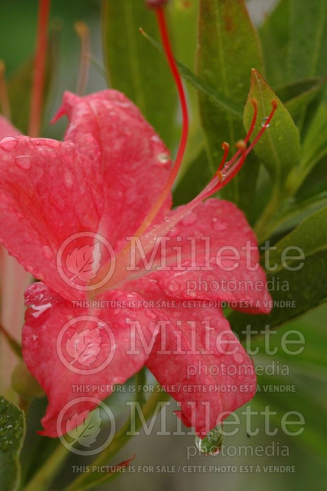 Rhododendron Weston's Popsicle (Rhododendron azalea) 1  