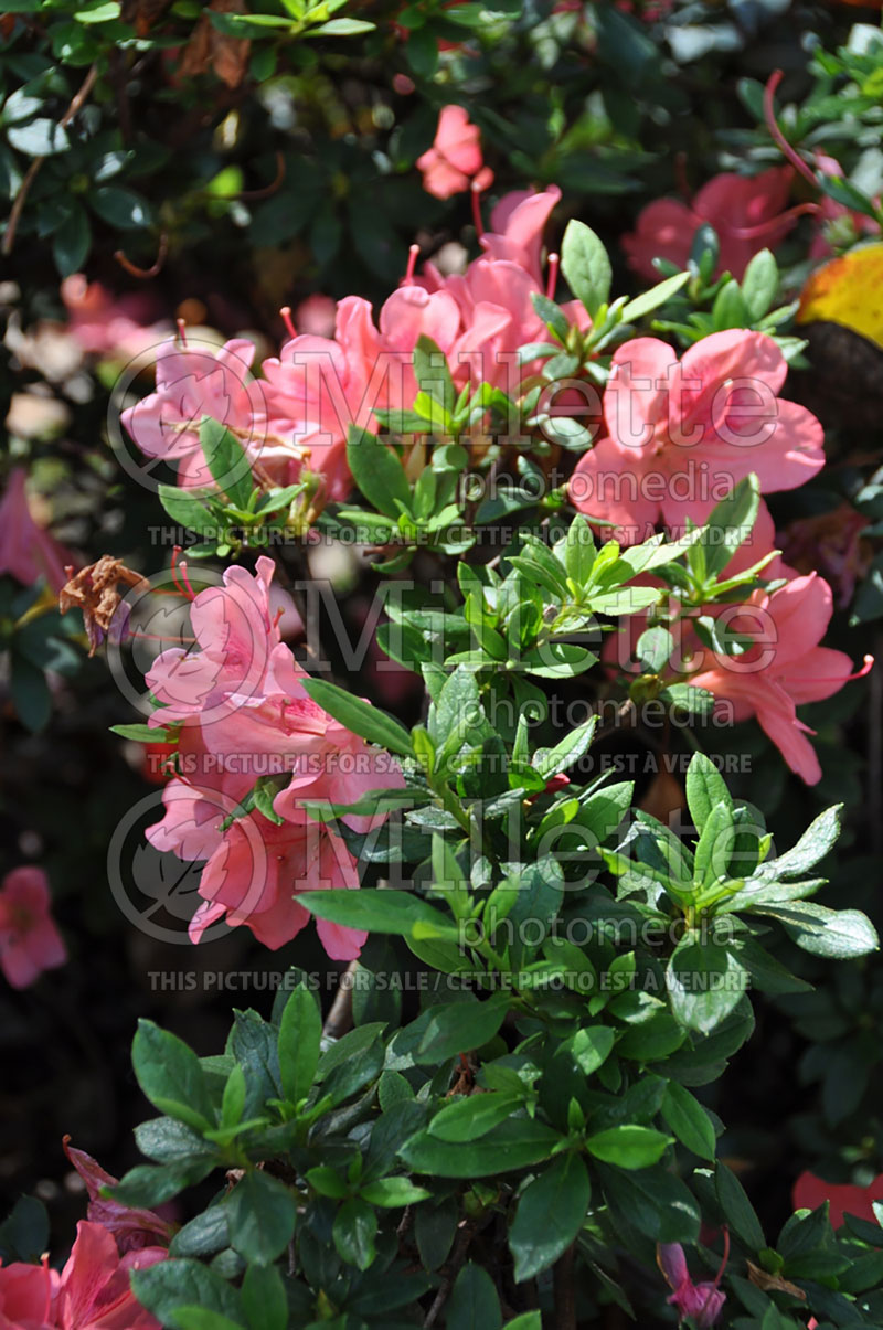 Rhododendron Weston's Popsicle (Rhododendron azalea) 2  