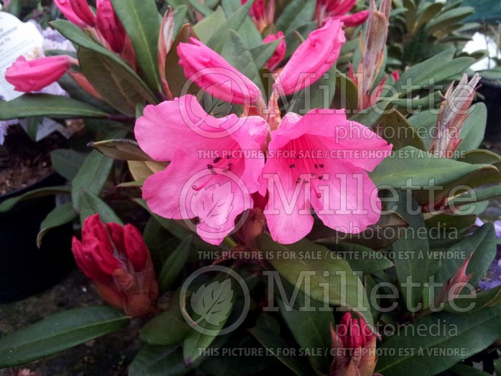 Rhododendron Winsome (Rhododendron) 1