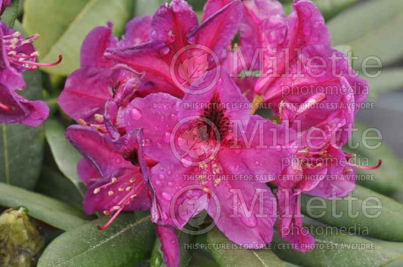 Rhododendron Wojnar's Purple (Rhododendron azalea) 1  