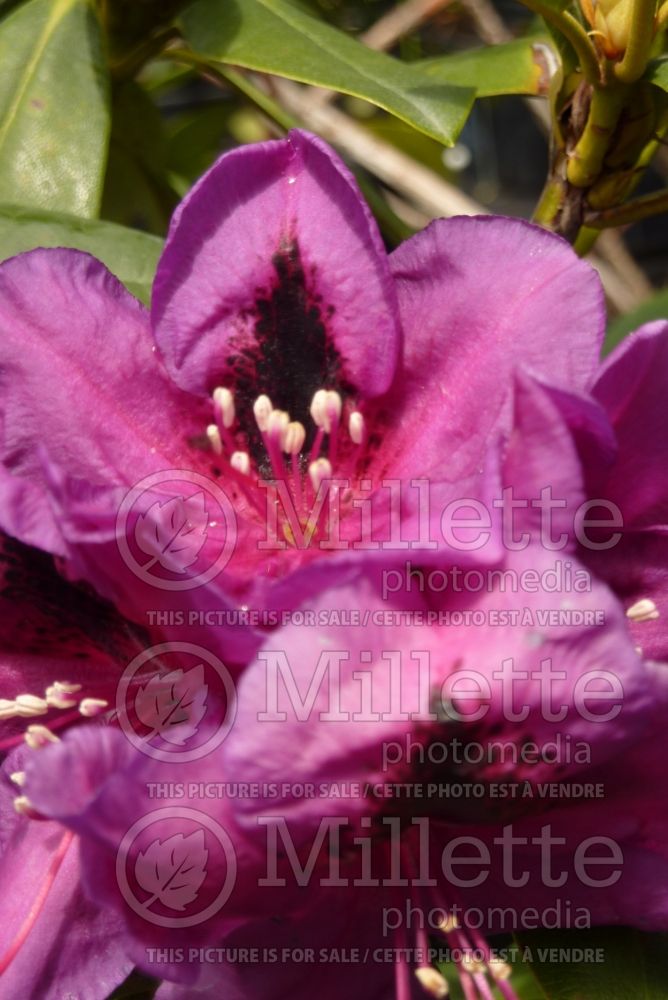 Rhododendron Wojnar's Purple (Rhododendron azalea) 2  