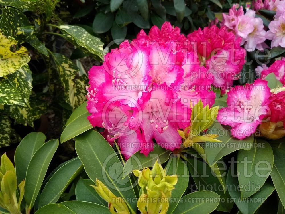 Rhododendron XXL (Rhododendron azalea) 2