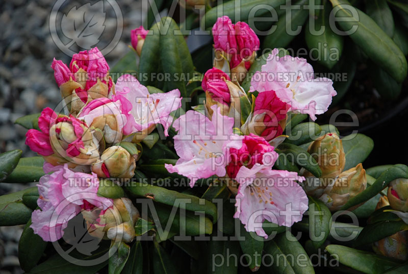 Rhododendron Ken Janeck (Rhododendron) 10 