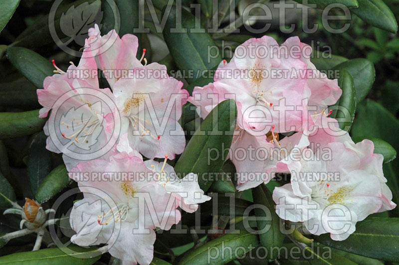 Rhododendron Ken Janeck (Rhododendron) 7 