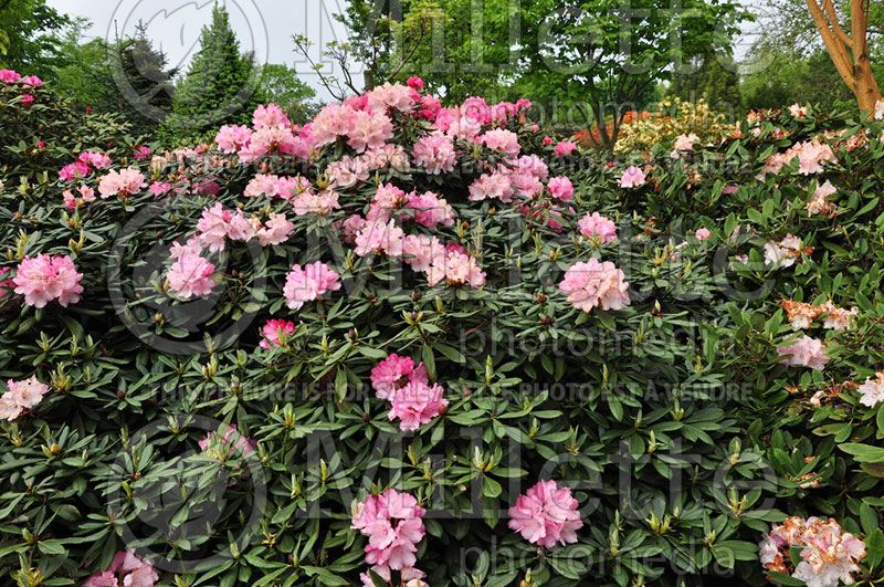 Rhododendron Milano (Rhododendron) 1 