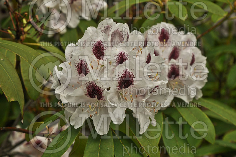 Rhododendron White Peter (Rhododendron Azalea) 1 