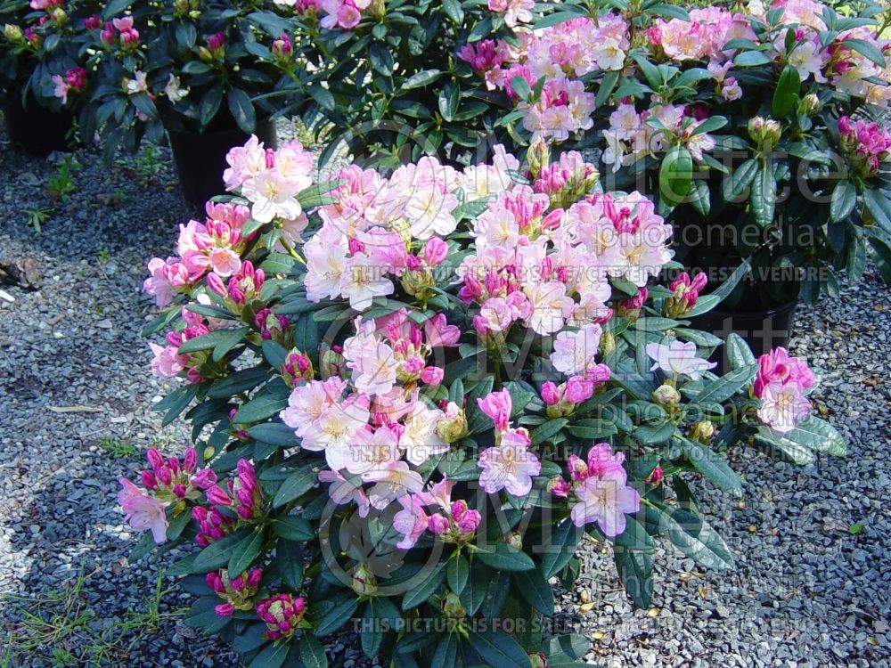 Rhododendron Percy Wiseman (Rhododendron azalea) 3 