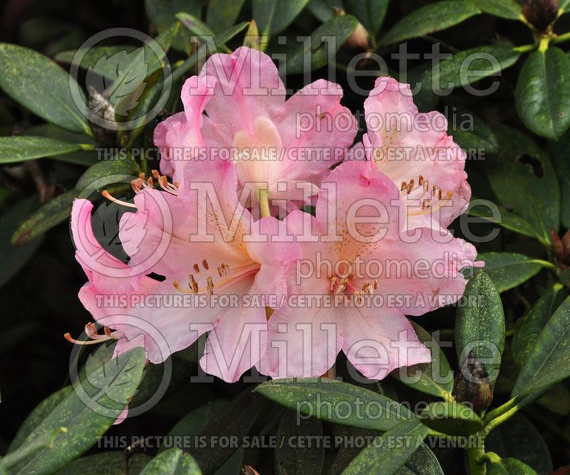 Rhododendron Percy Wiseman (Rhododendron azalea) 1 