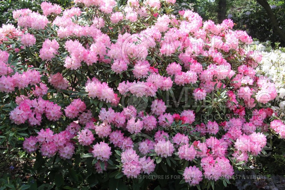 Rhododendron Pink Cherub (Rhododendron azalea) 3