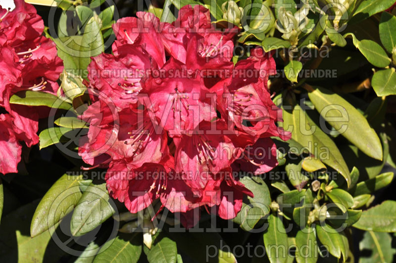 Rhododendron Skookum (Rhododendron) 2 