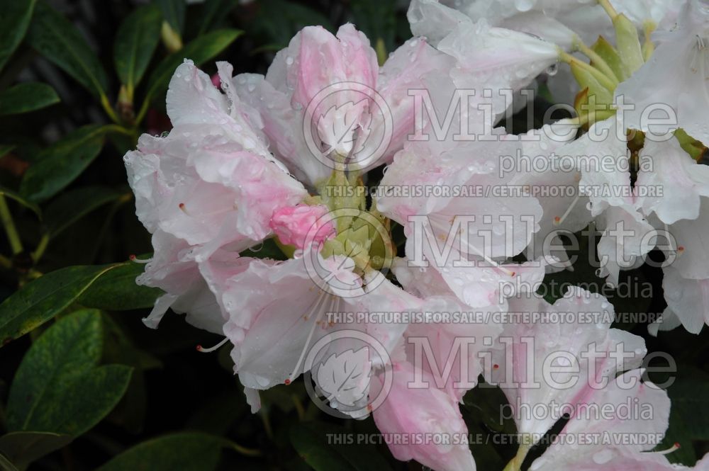 Rhododendron Yaku Princess (Rhododendron) 7 