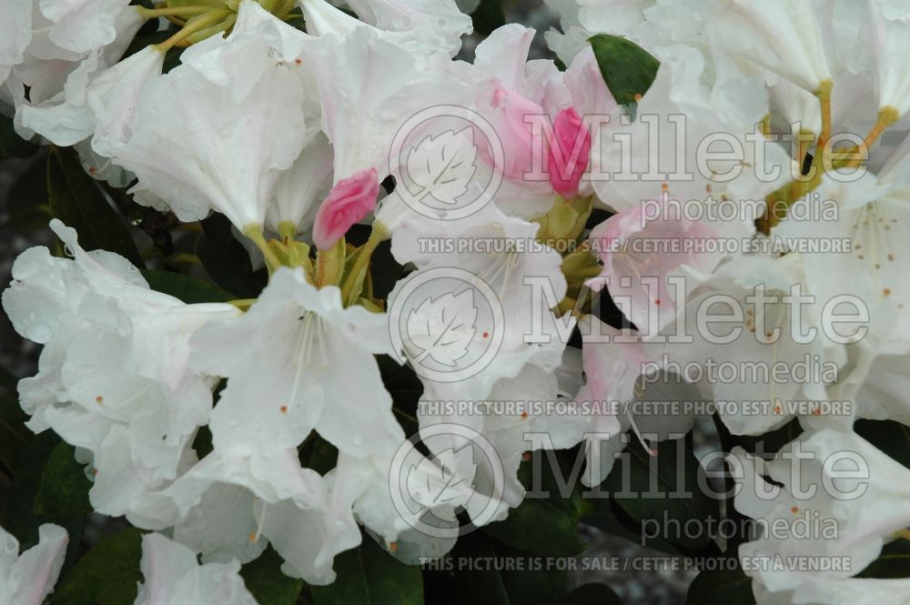 Rhododendron Yaku Princess (Rhododendron) 8 