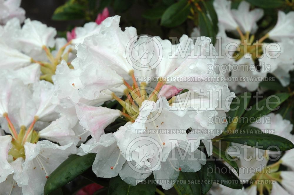 Rhododendron Yaku Princess (Rhododendron) 9 