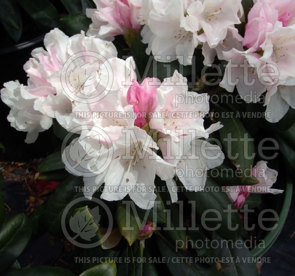 Rhododendron Yaku Princess (Rhododendron) 2 