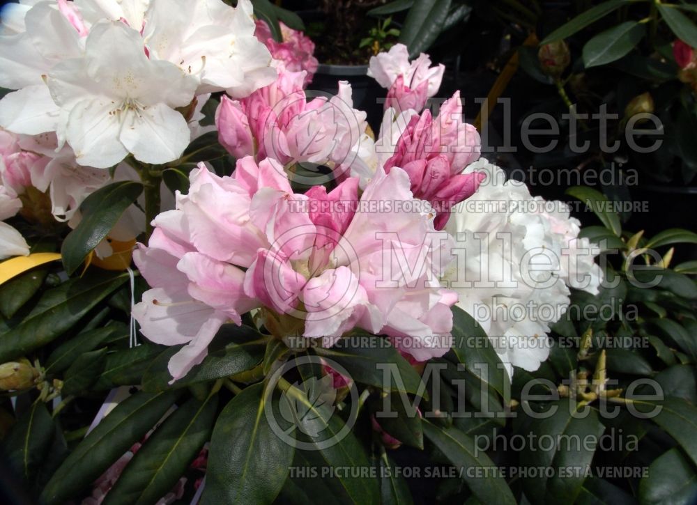 Rhododendron Yaku Princess (Rhododendron) 4 