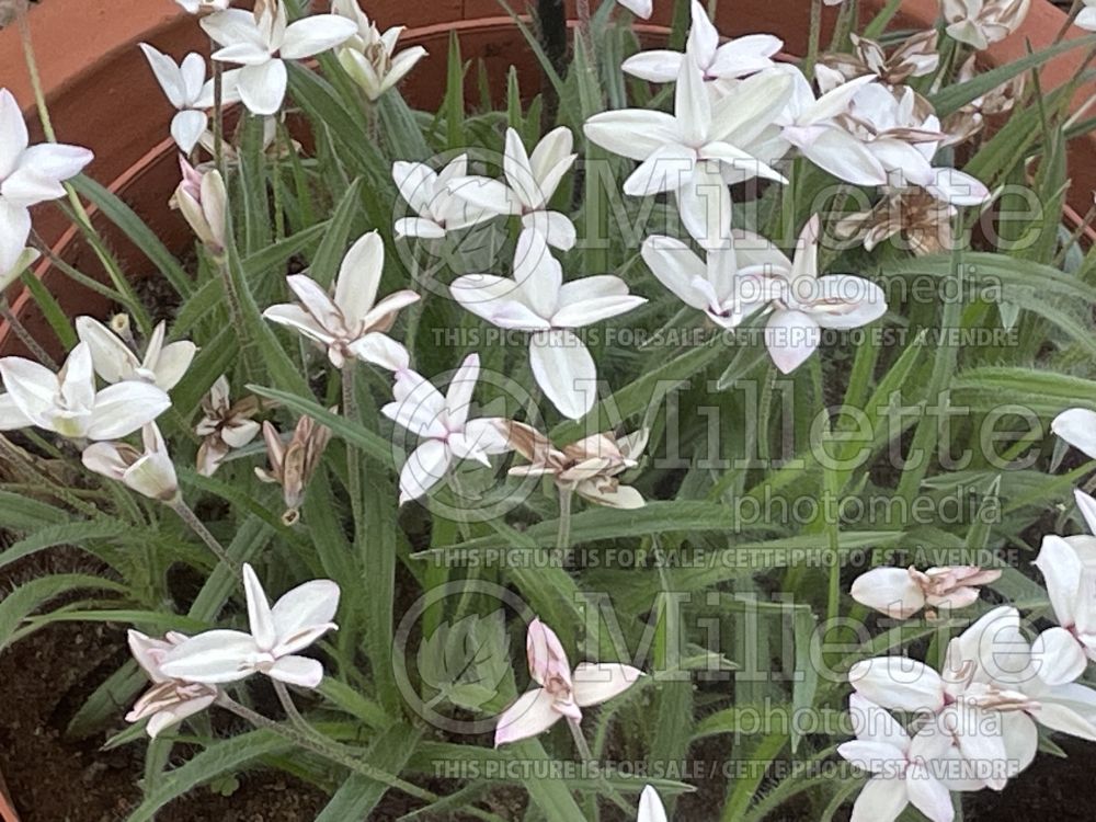 Rhodohypoxis Pictus (Star grass) 1