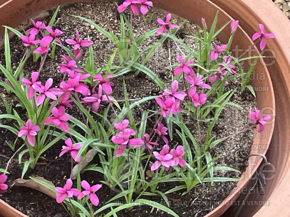 Rhodohypoxis milloides (Pink star grass) 1