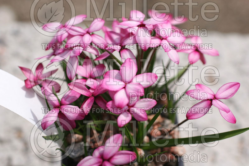 Rhodohypoxis Pintado (Red Star, Rosy Posy) 1