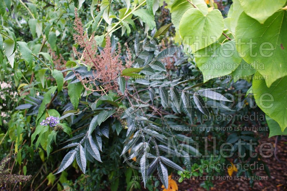 Rhus Lanham's Purple (Sumac) 1 