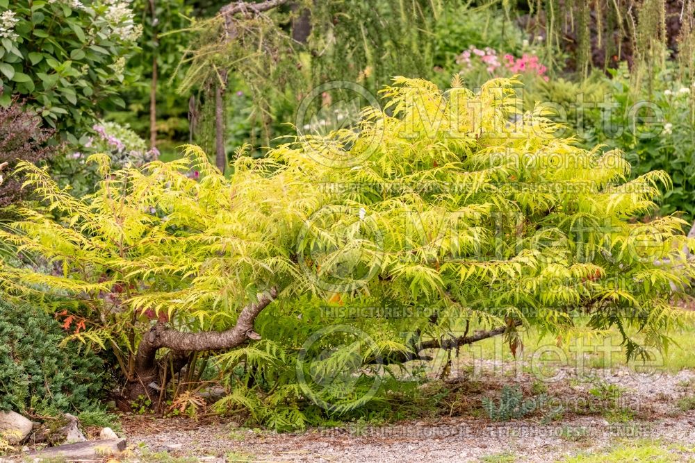 Rhus Bailtiger aka Tiger Eyes (Sumac) 15 