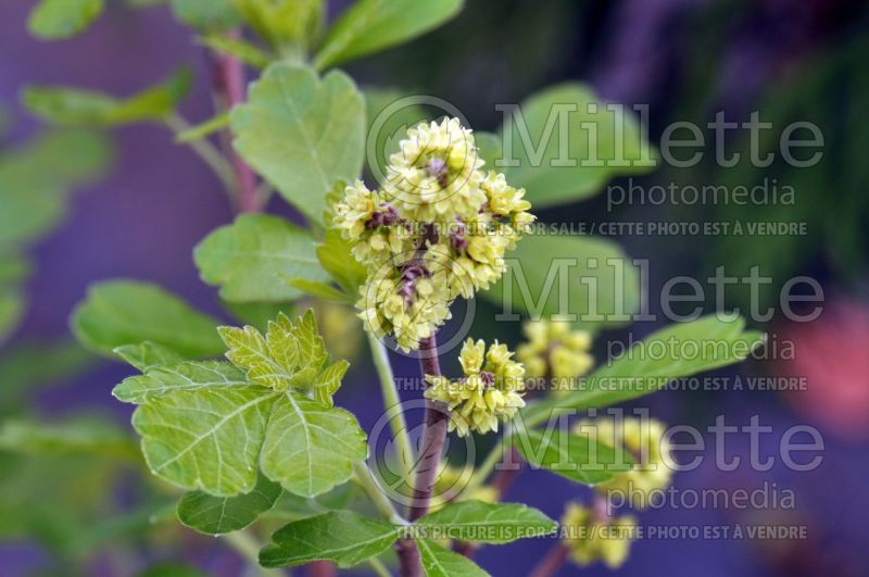 Rhus Gro-Low (Sumac)  8