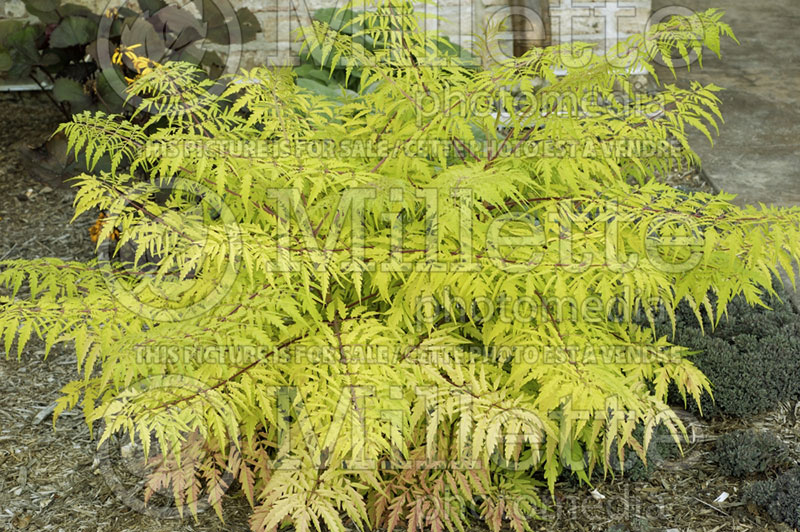 Rhus Bailtiger or Tiger Eyes (Sumac) 2 